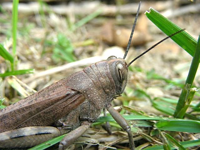 Una Anacridium aegyptum dal mio giardino